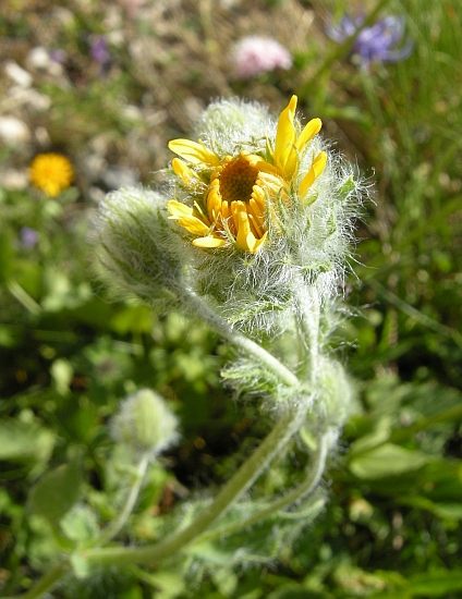 Da identificare 3 - Hieracium sp.